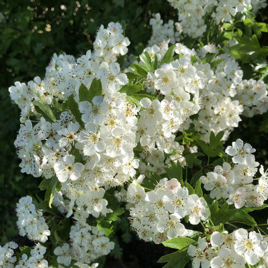 Hawthorn (Crataegus monogyna)