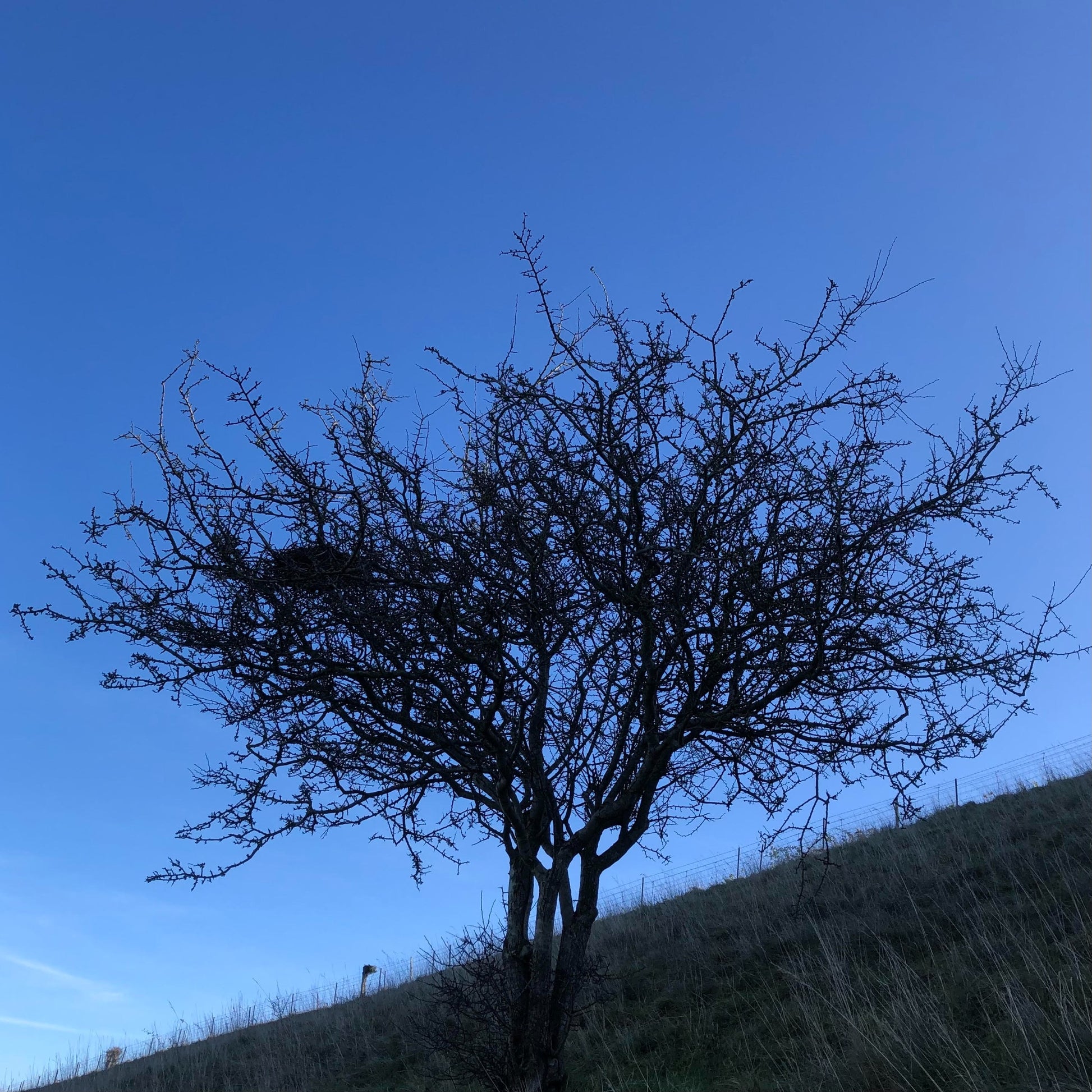 Hawthorn, November, Bratton Camp