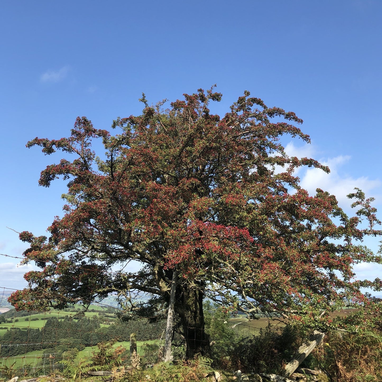 Hawthorn, Welsh borders