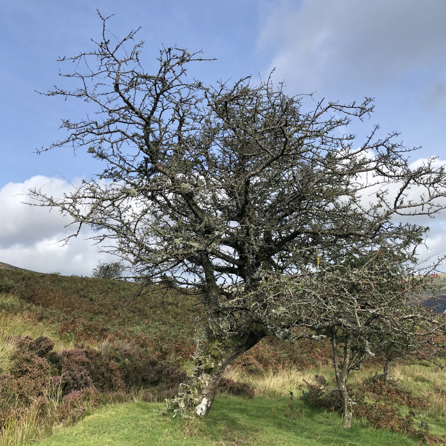 Hawthorn, Black Mountains