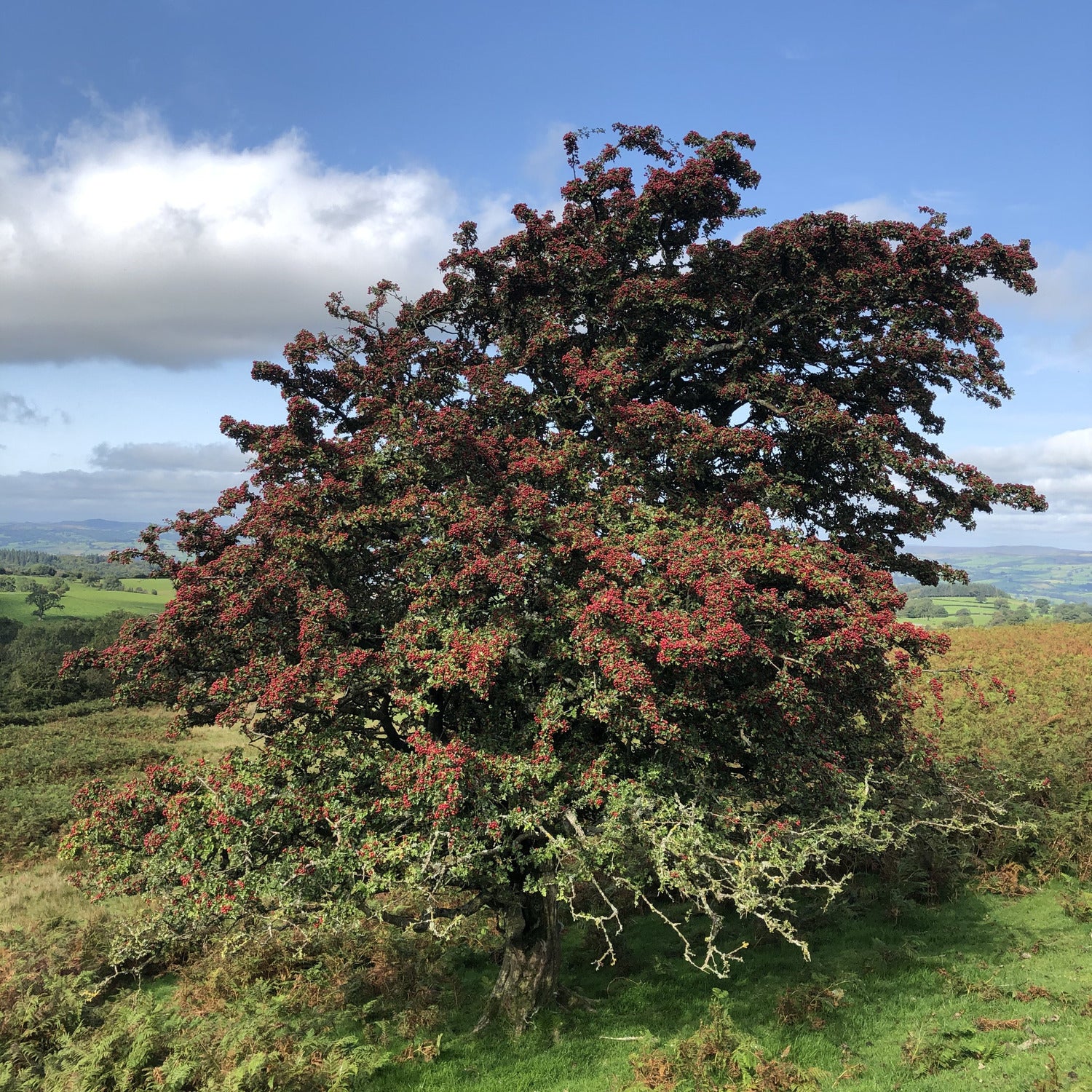 Hawthorn, overlooking Hay-on-Wye