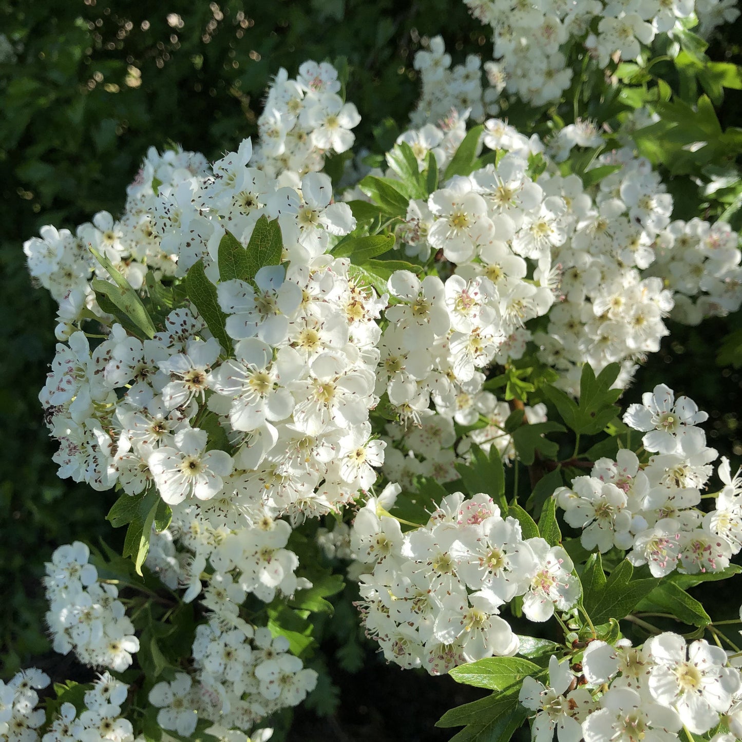 Hedge plant: hawthorn