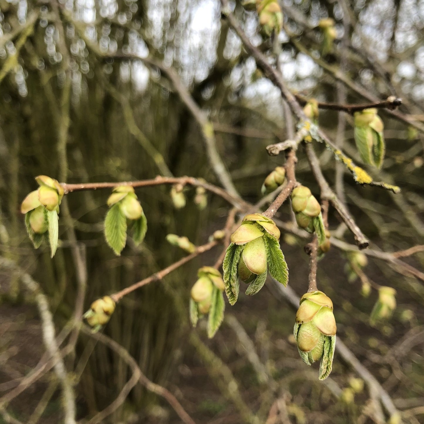 Hazel, Corylus avellana, early spring