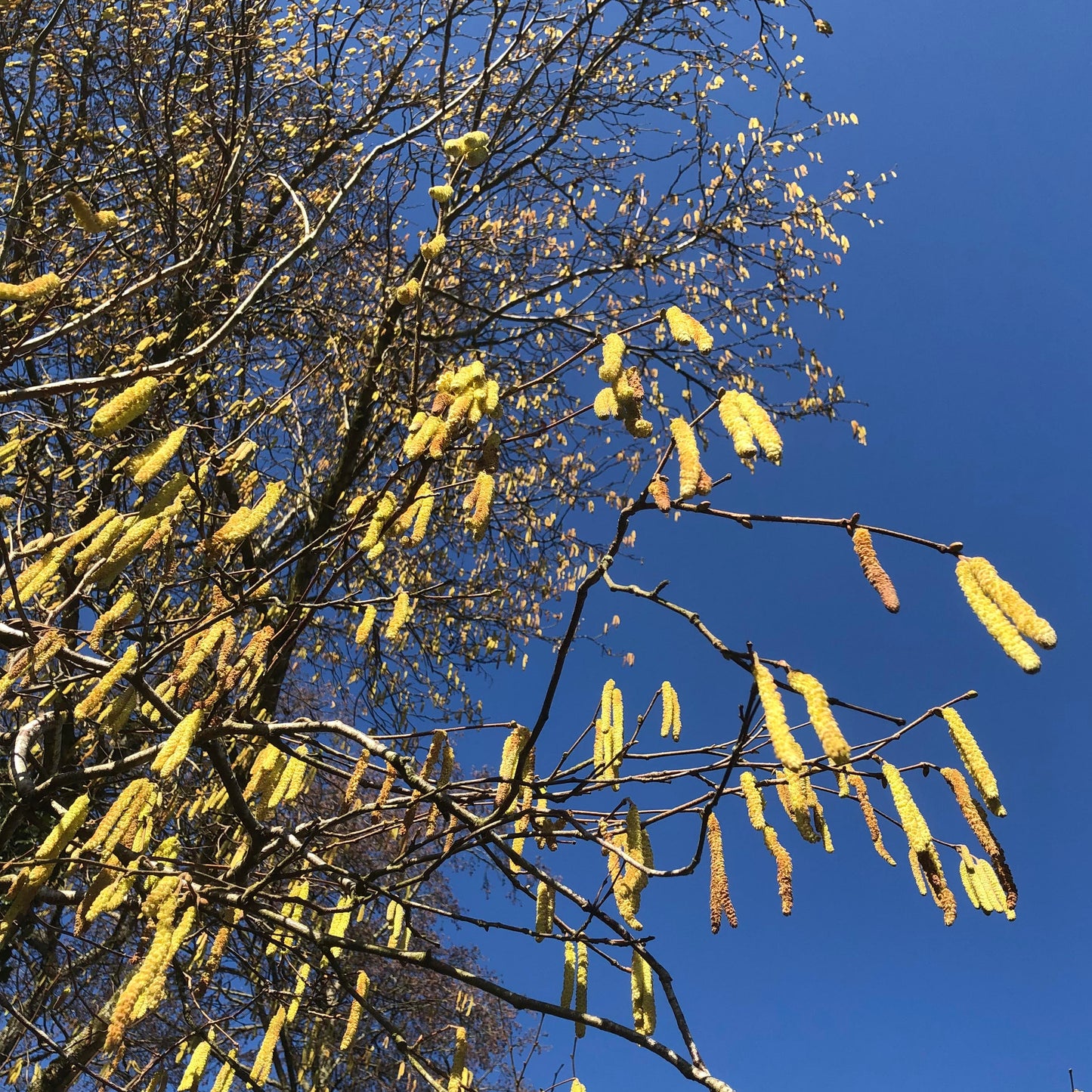 Yellow hazel catkins