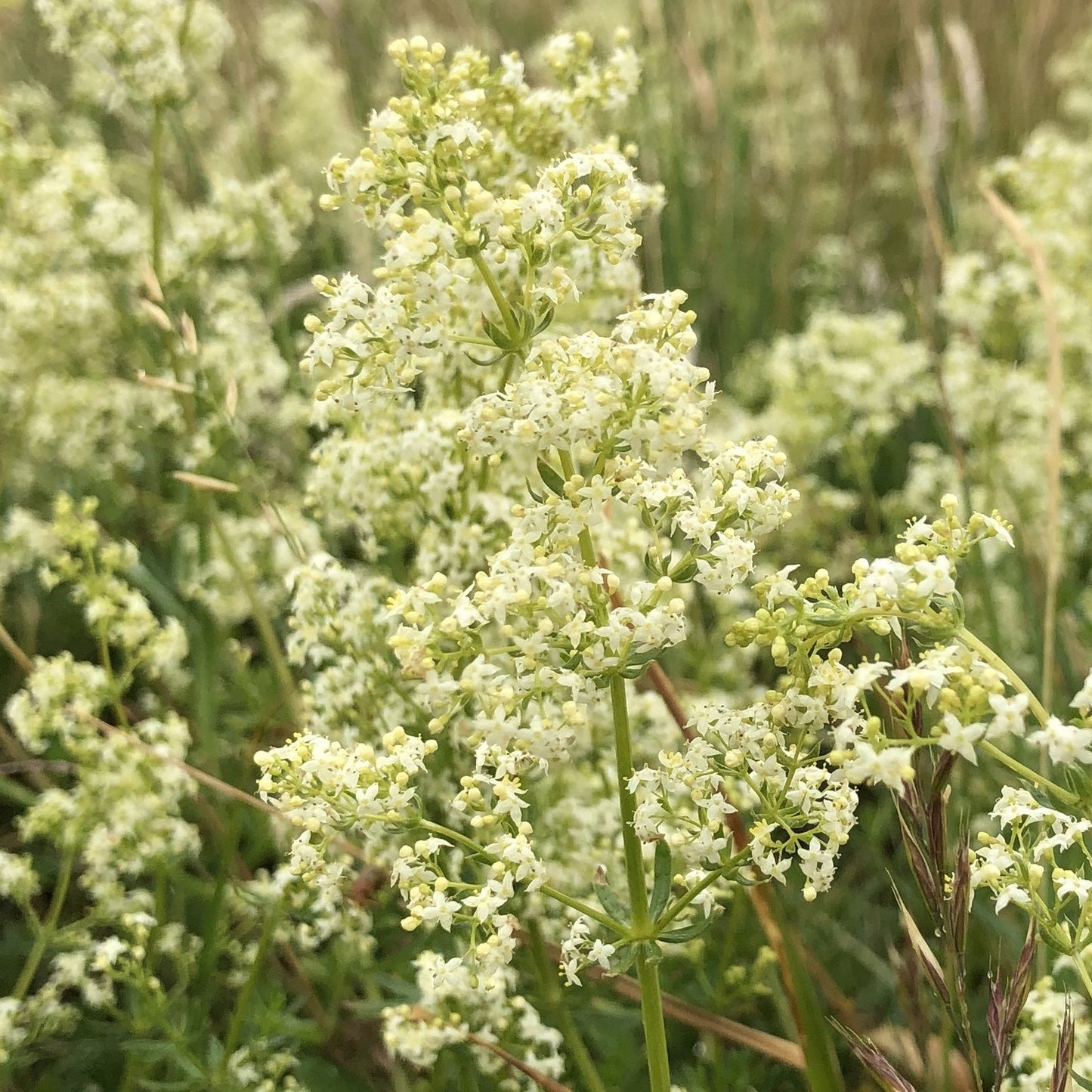 Basic Wildflower Meadow Seed Mix