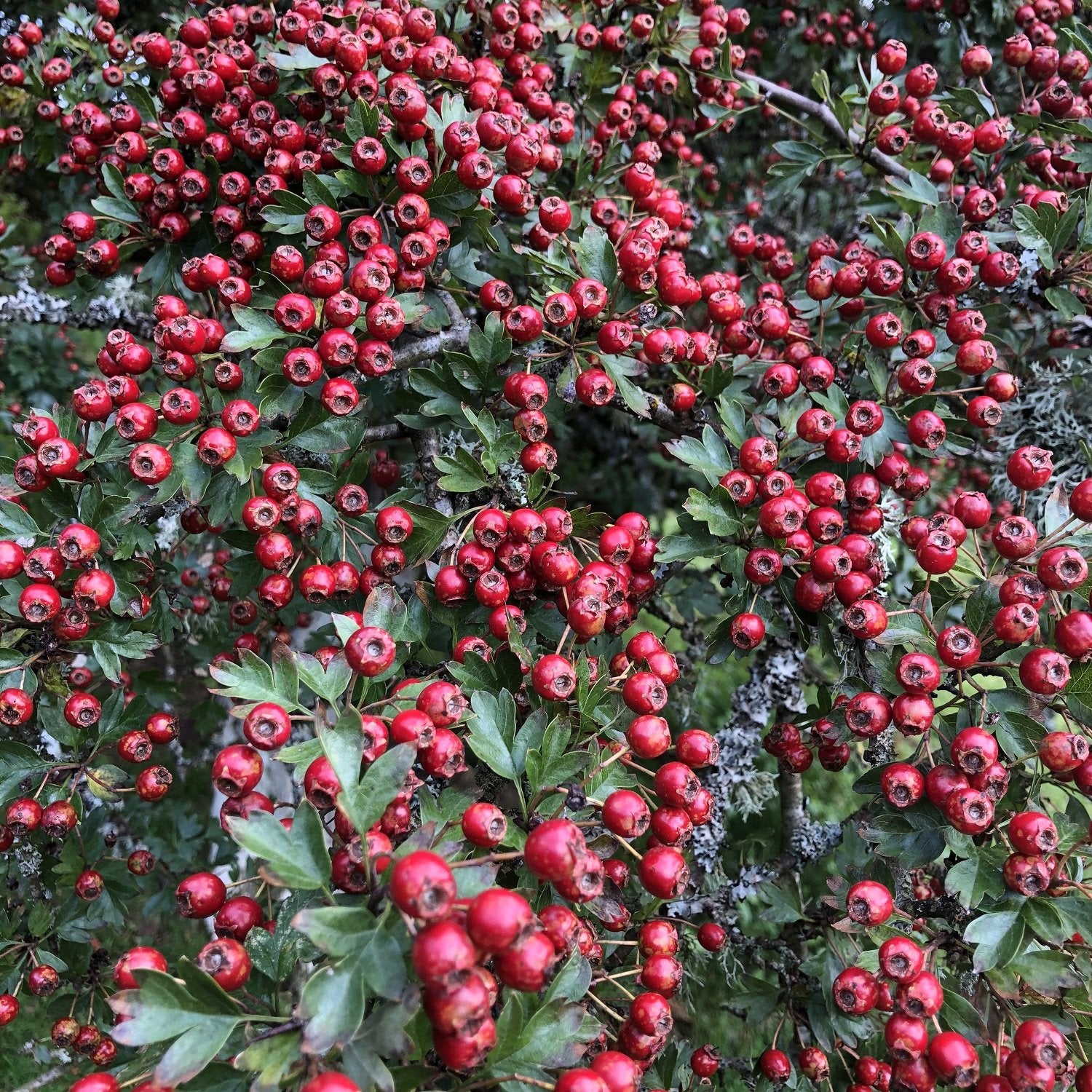 Hawthorn haws