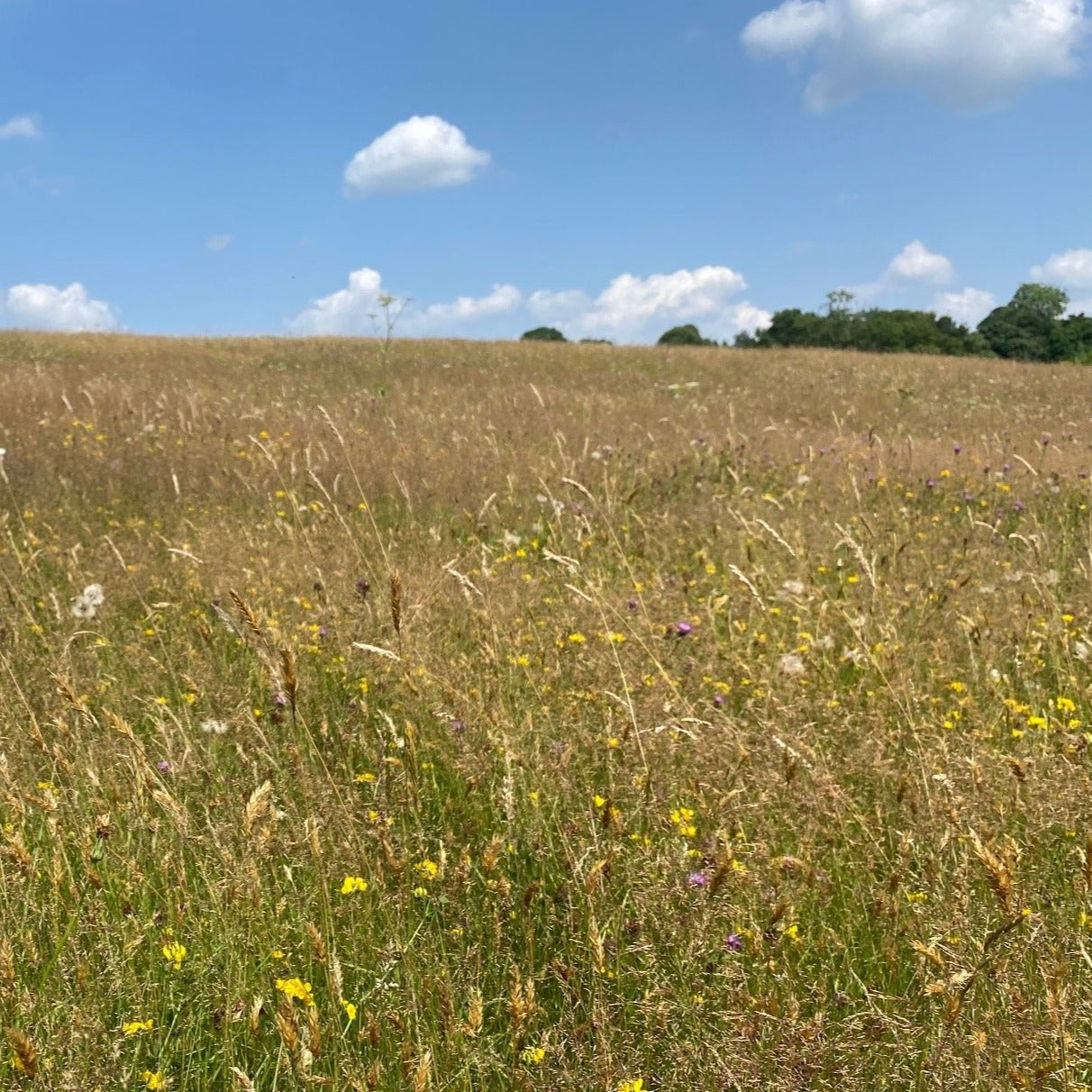 Herefordshire meadow seed