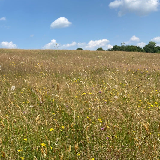 Herefordshire meadow seed