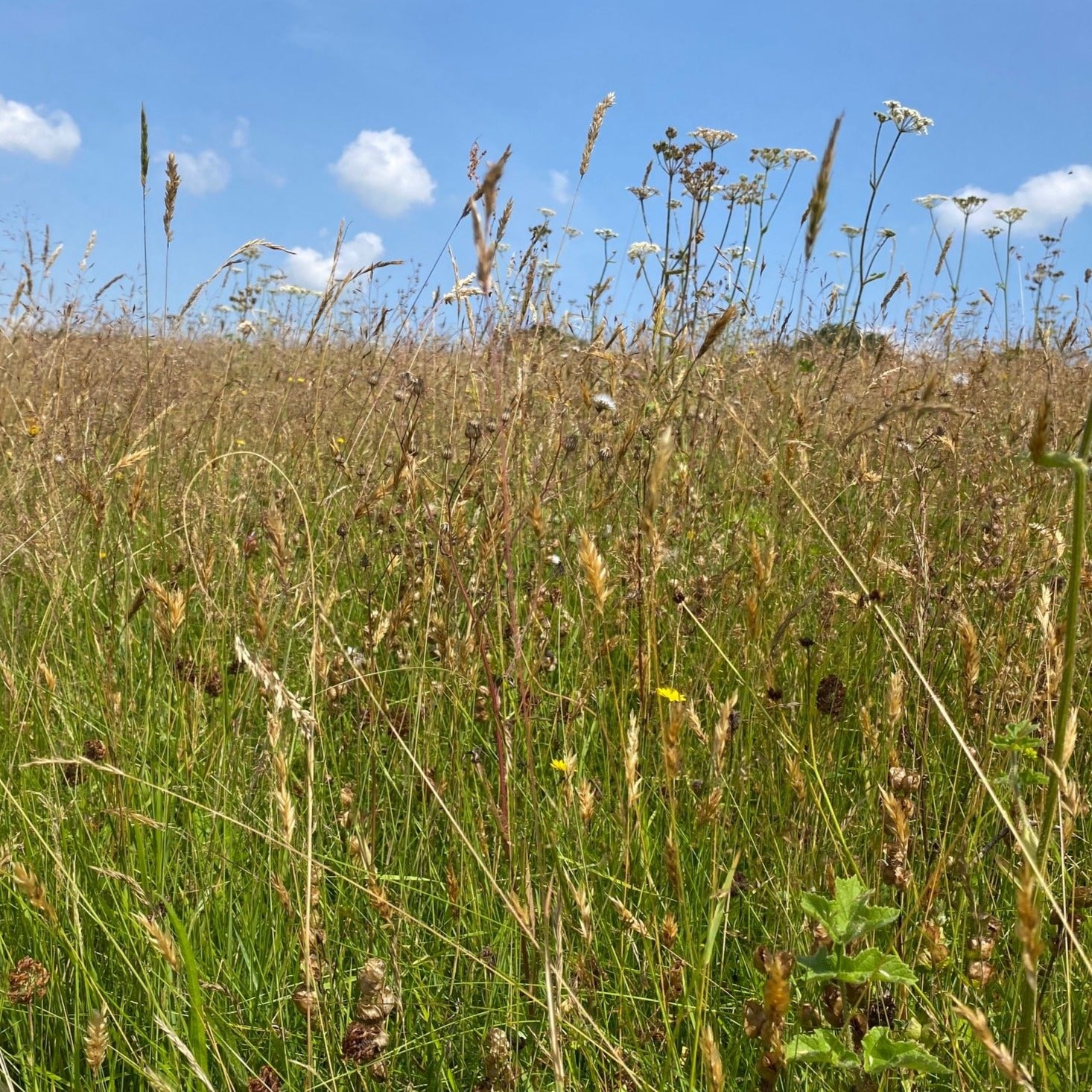 Herefordshire meadow mix