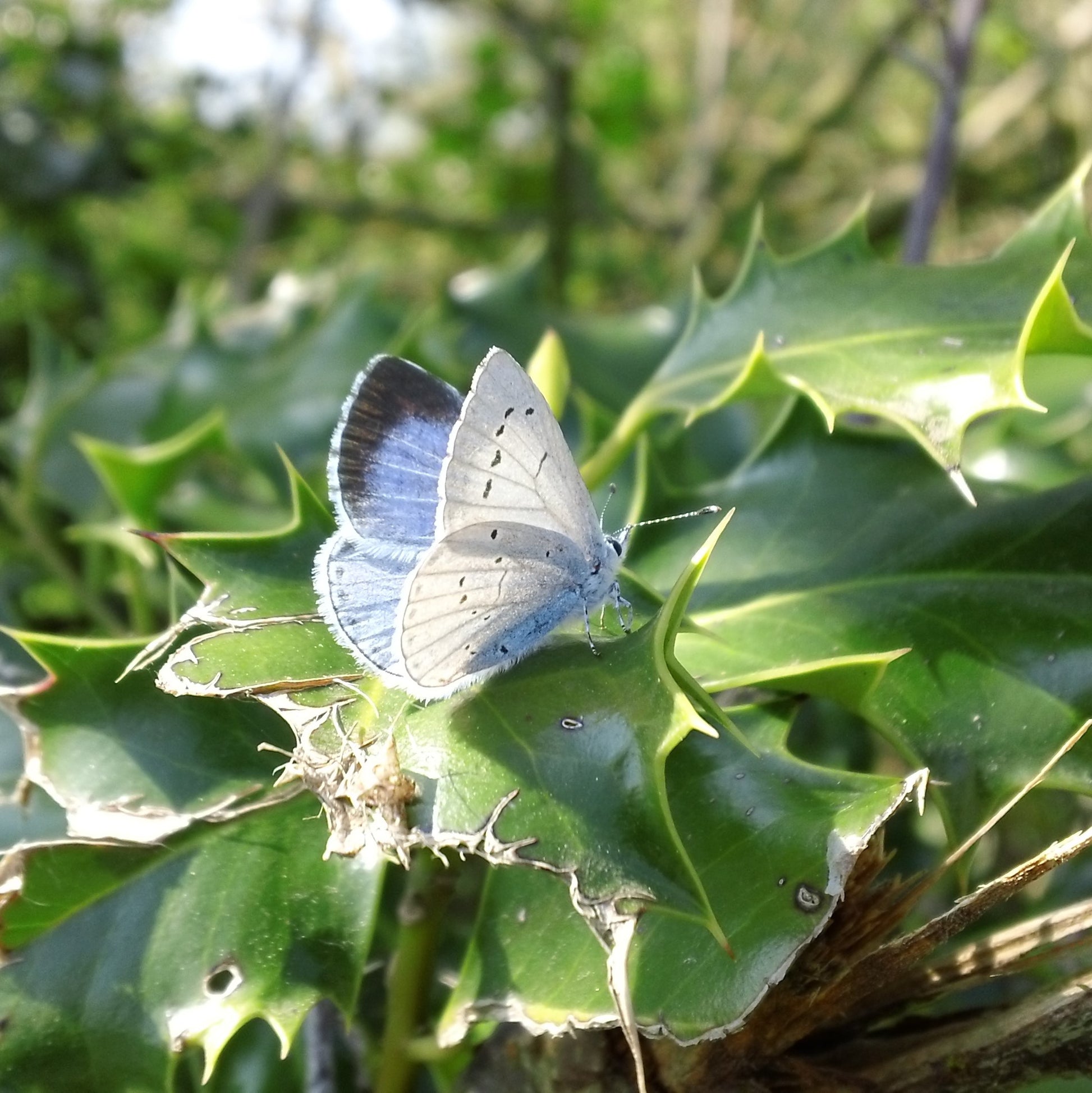 Holly Blue