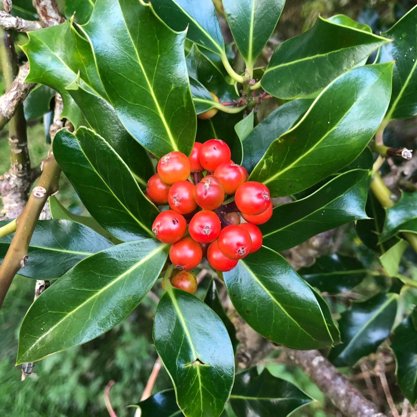 Holly (Ilex aquifolium)