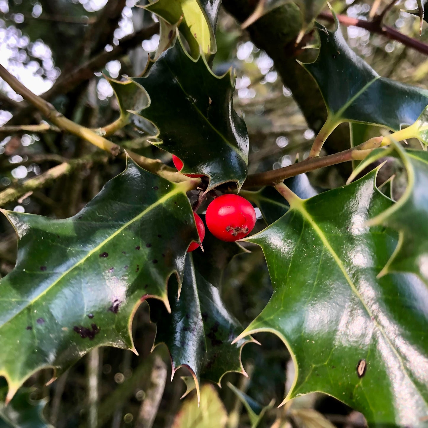 Holly (Ilex aquifolium)