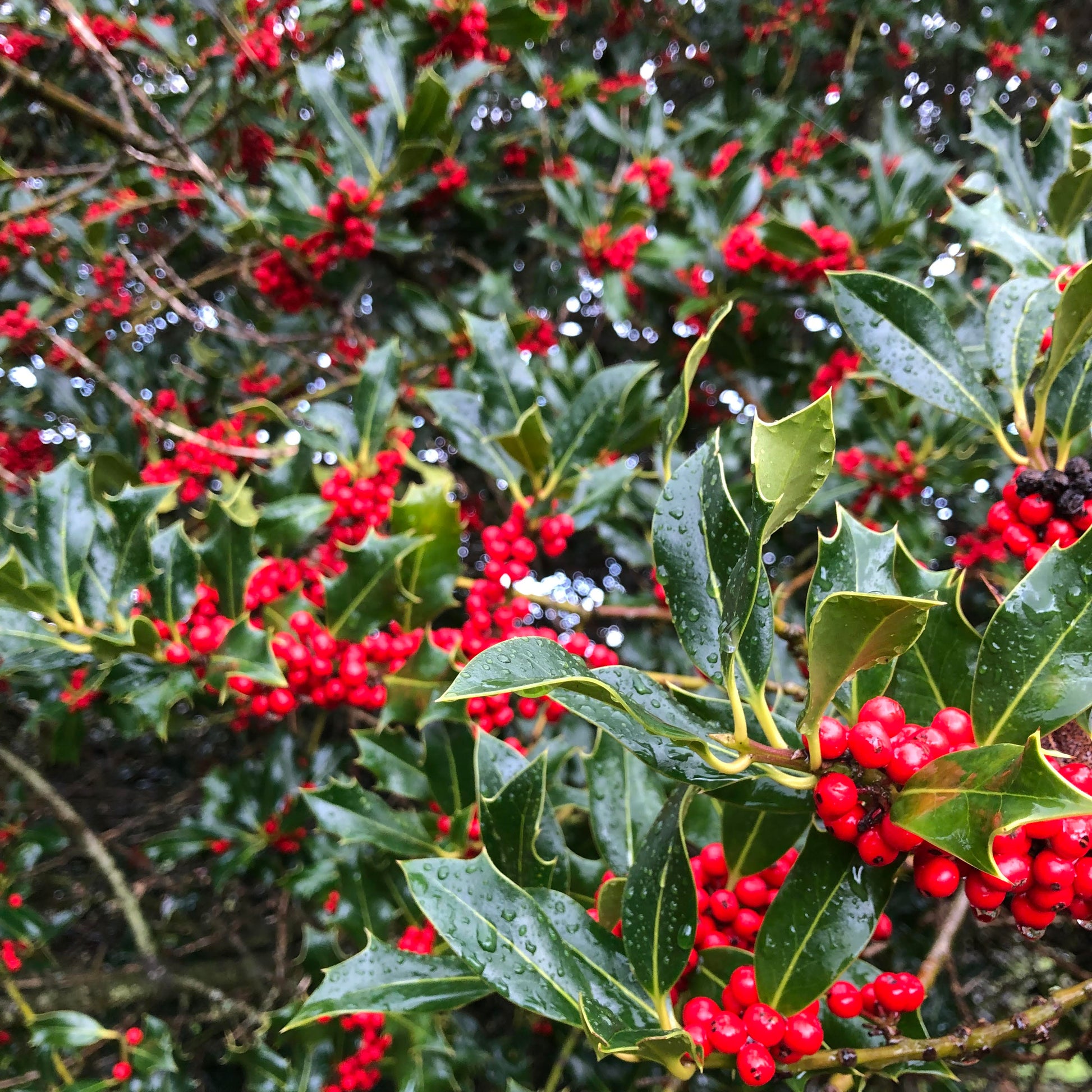 Holly berries