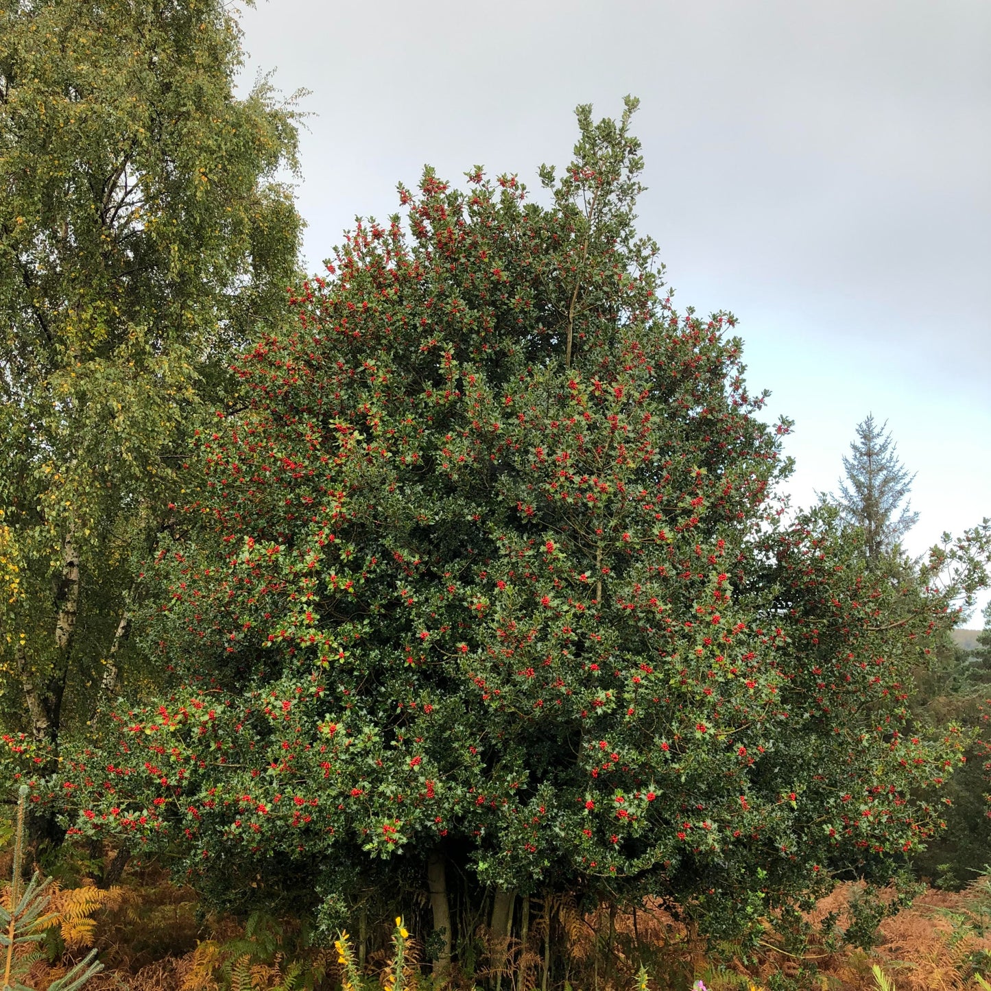 Holly (Ilex aquifolium)