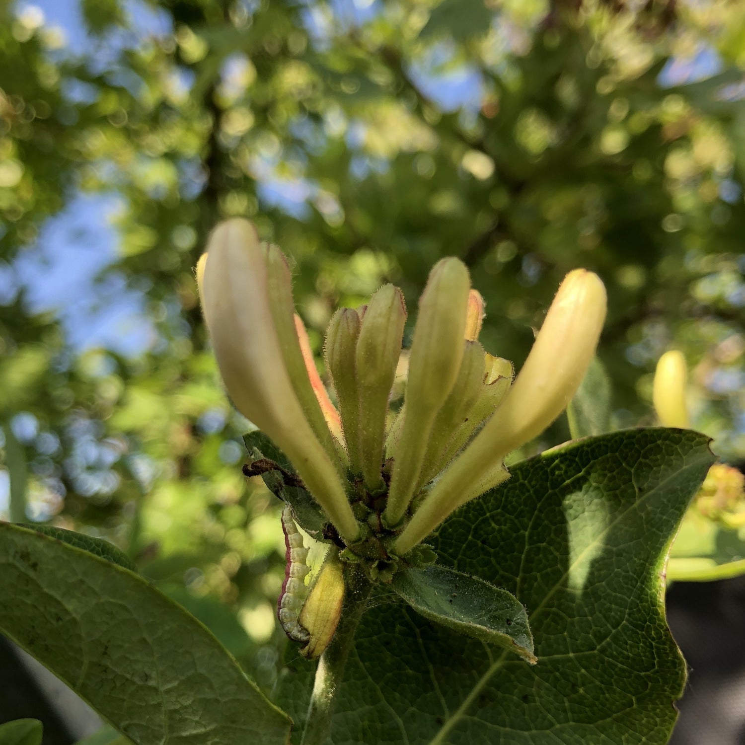 Honeysuckle, Lonicera periclymenum