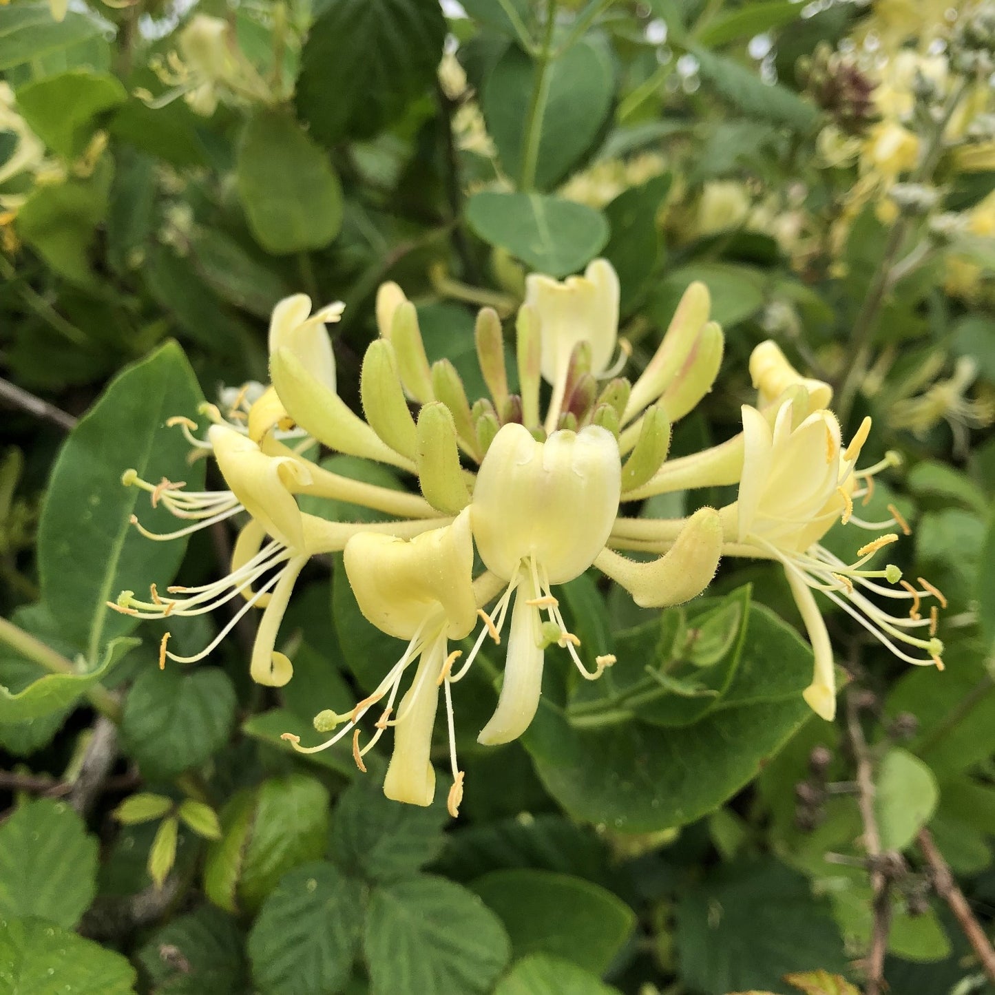 Wild honeysuckle, woodbine, Lonicera periclymenum