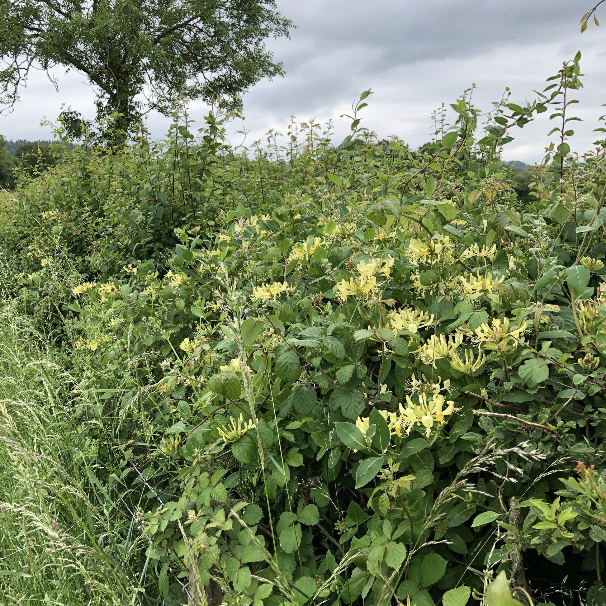 Wild honeysuckle, woodbine, Lonicera periclymenum