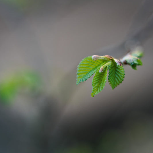 Hornbeam in spring