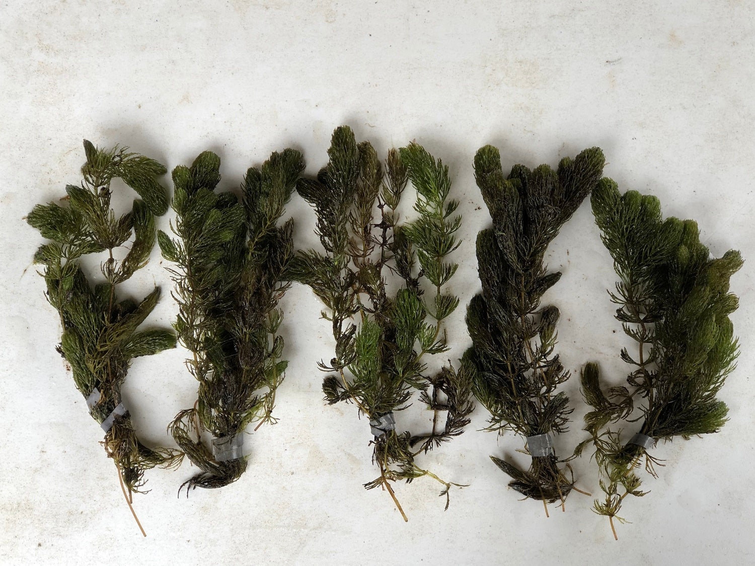 Hornwort bunches