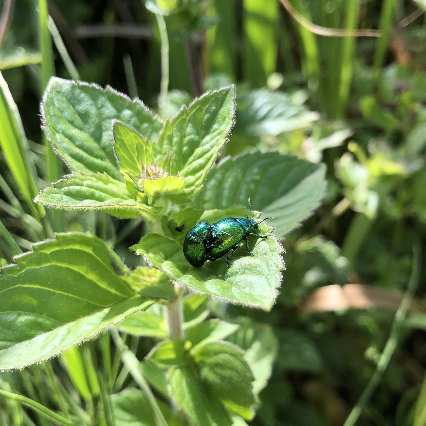 Mint leaf beetles on Water mint