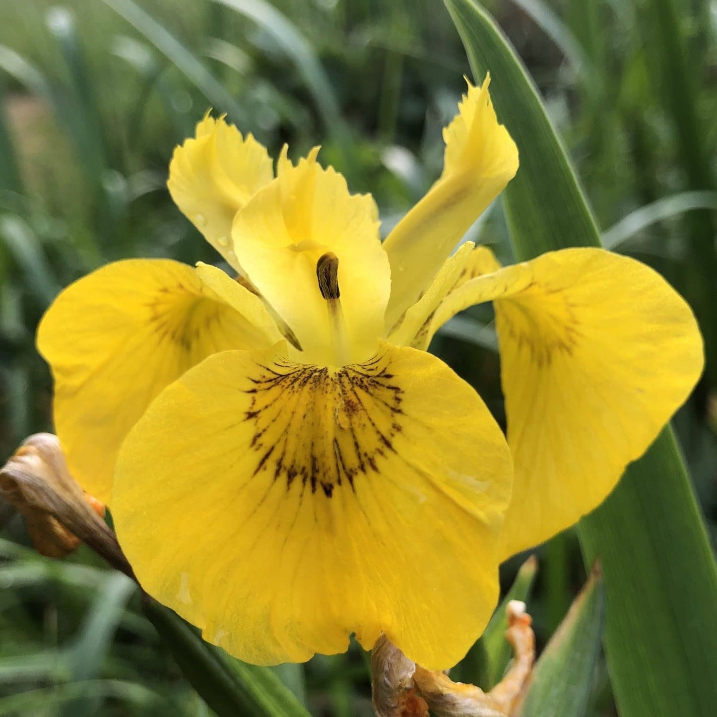 Pond Edge Plants