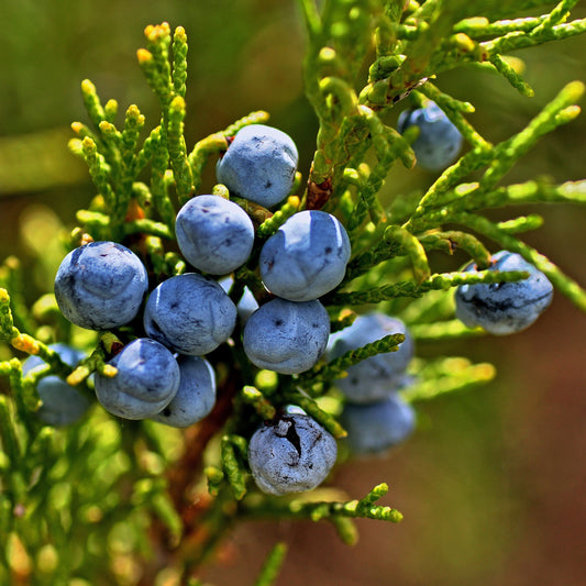 Juniper berries