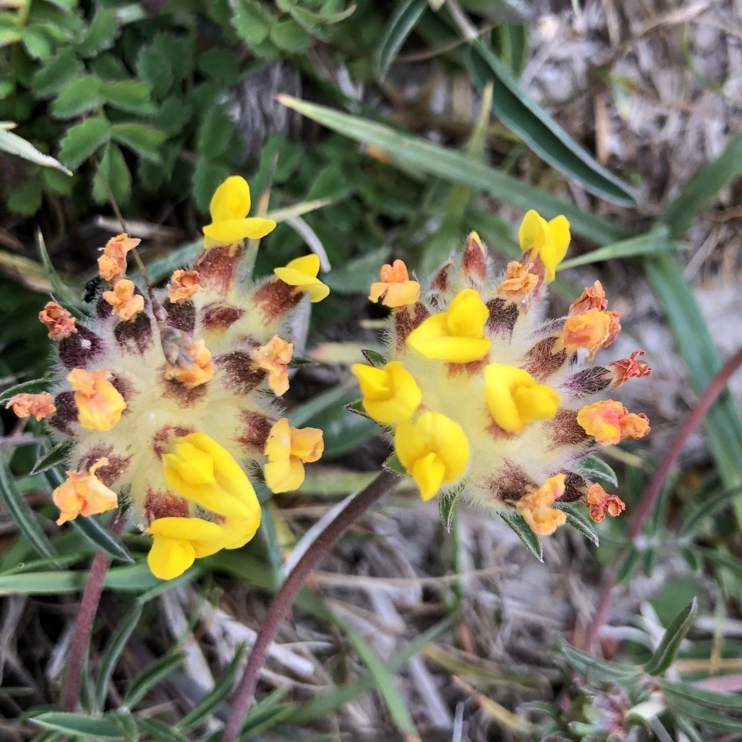 Kidney vetch