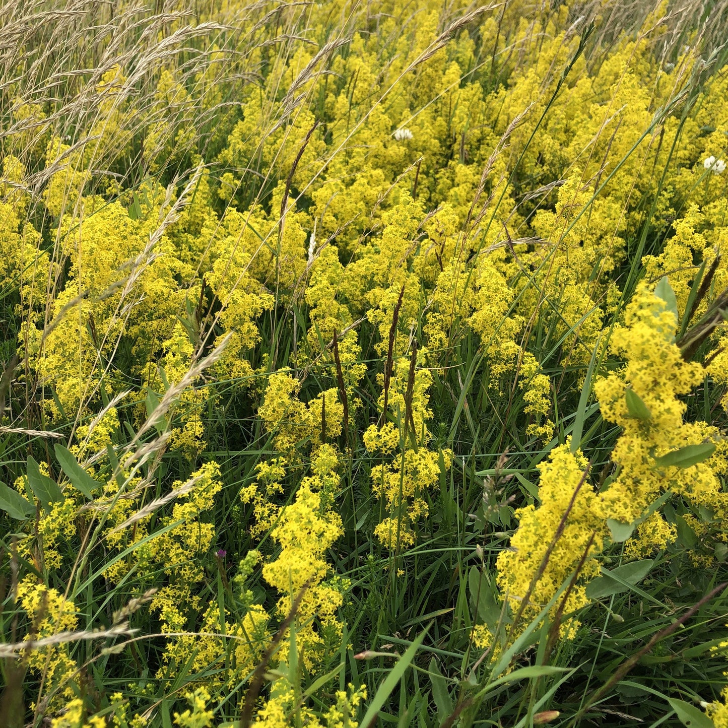 Flowering Lawn Seed Mix - Including Grasses