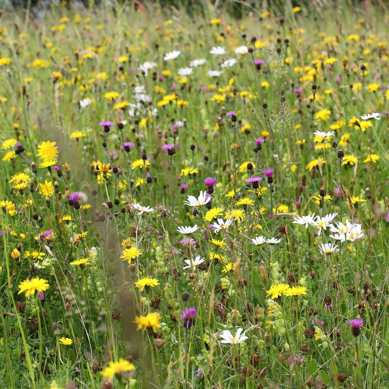 Somerset Meadow Seed Mix - Neutral Soils