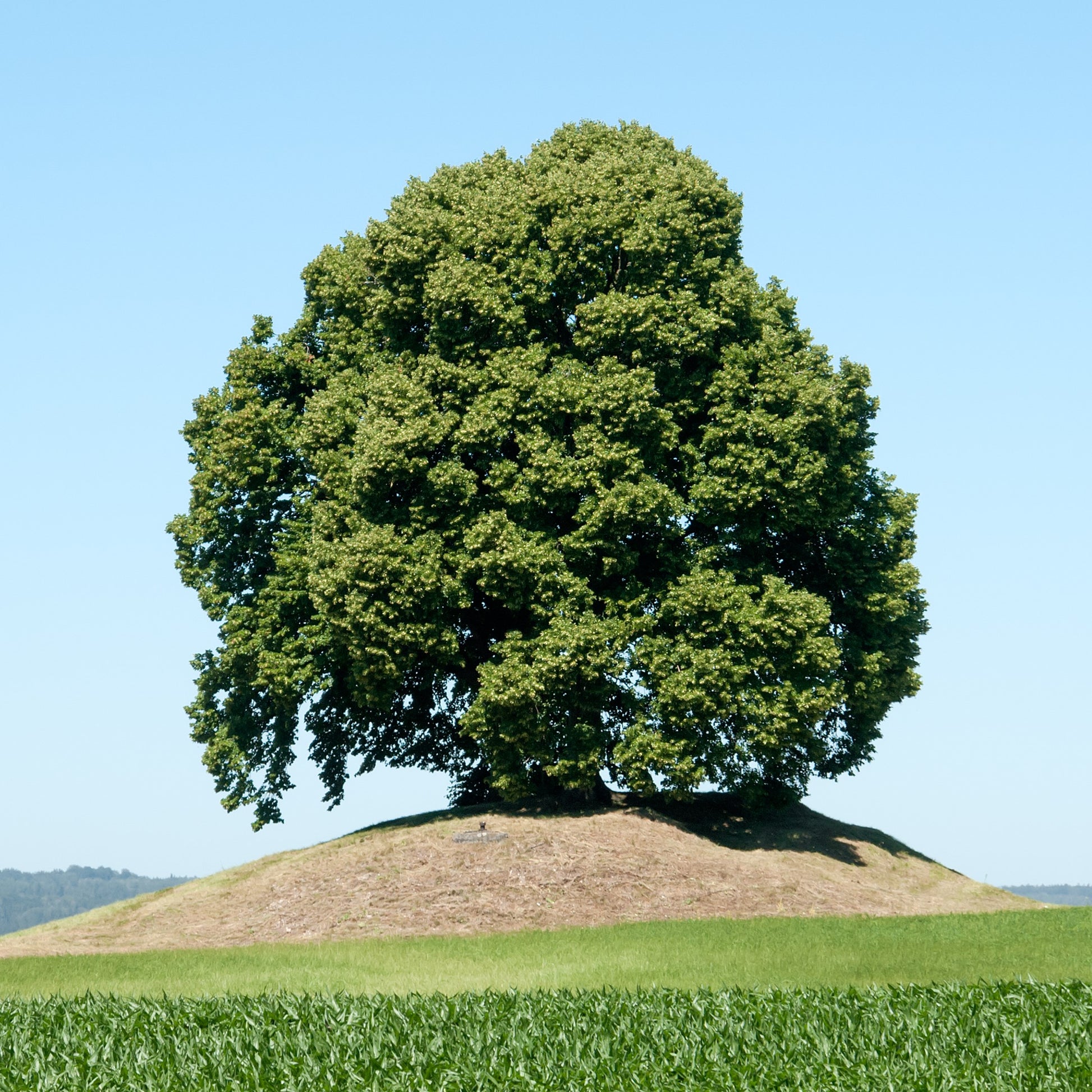 Mature Large leaved lime