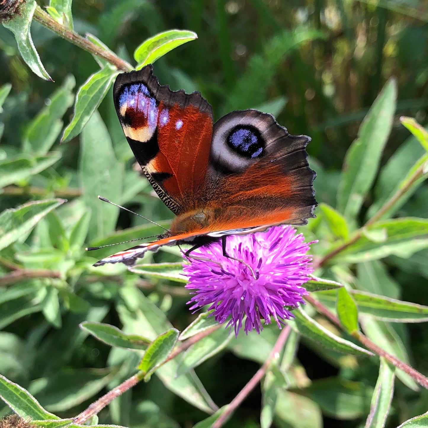 Lesser knapweed