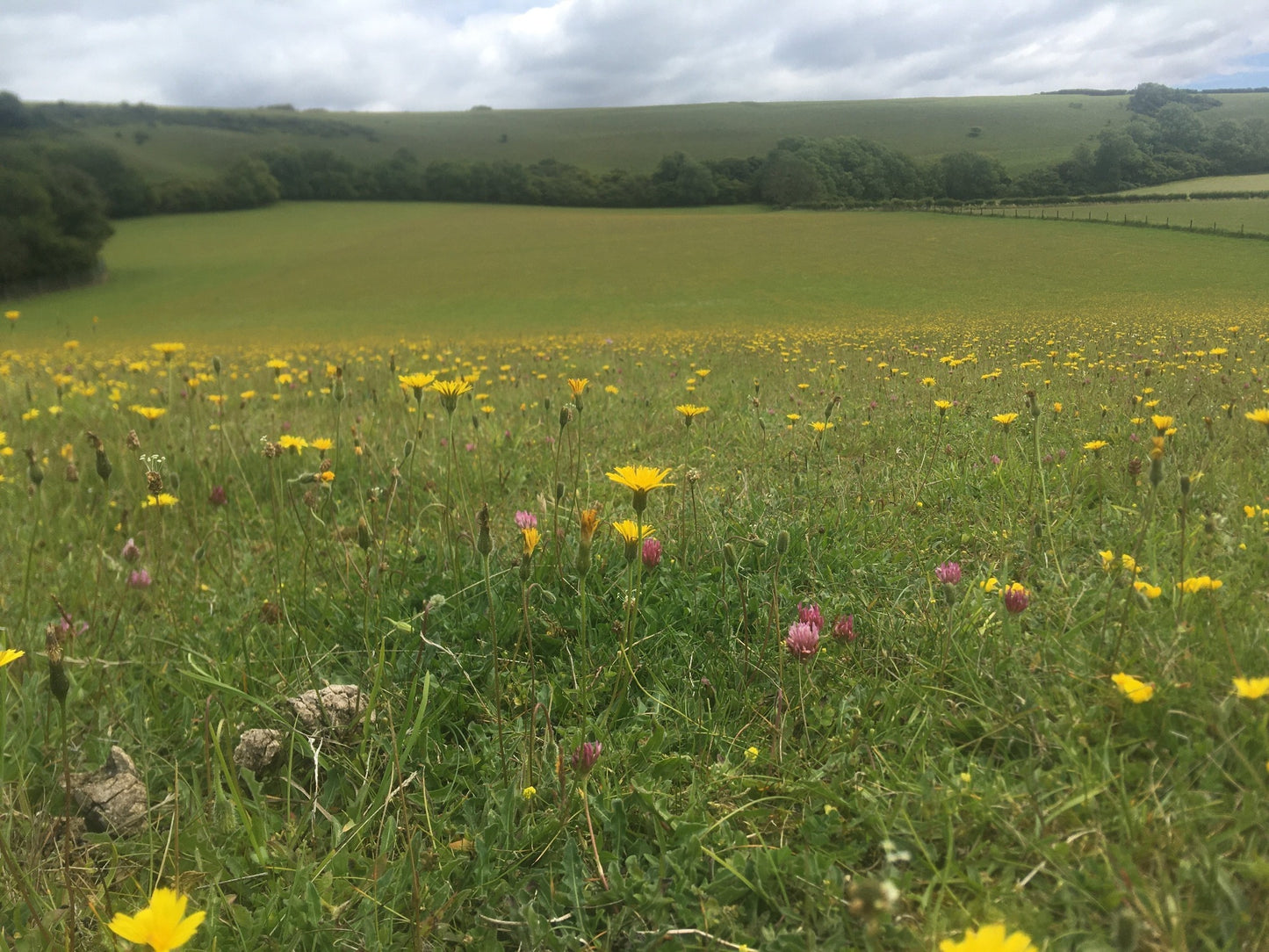 Organic Meadow Seed Mix - Neutral Soils