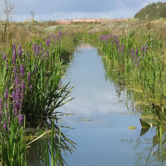 Marginal Aquatic Plants