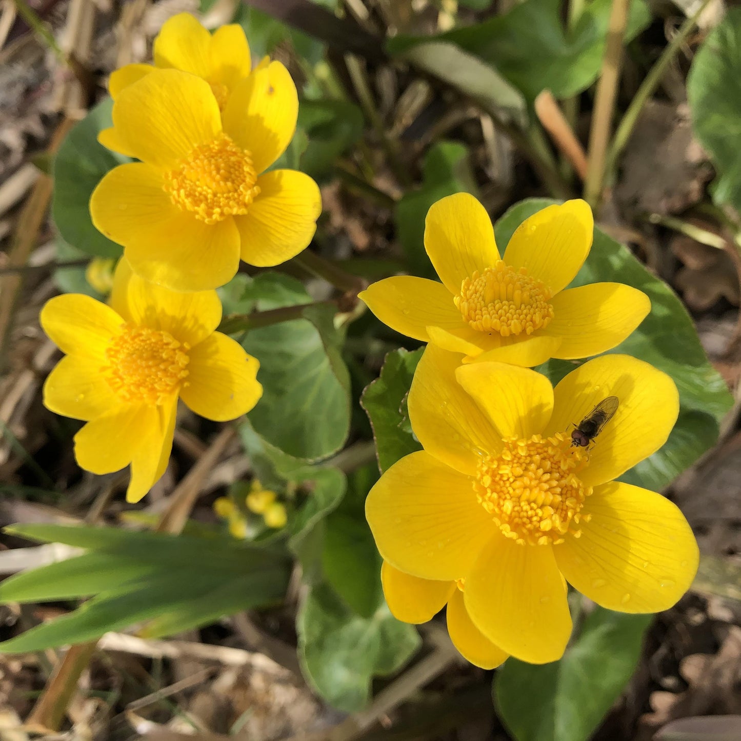 Marsh marigold caltha palustris