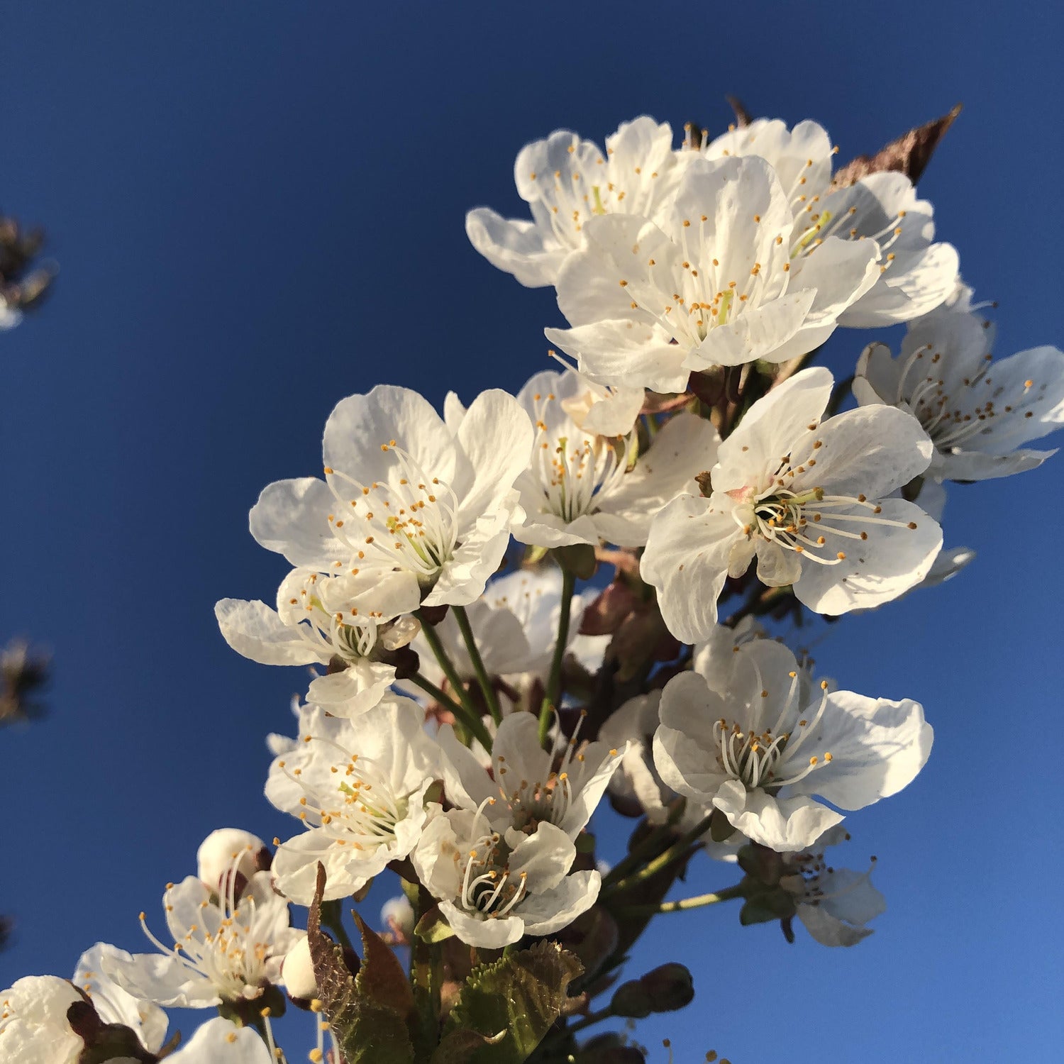 Prunus 'Dun'