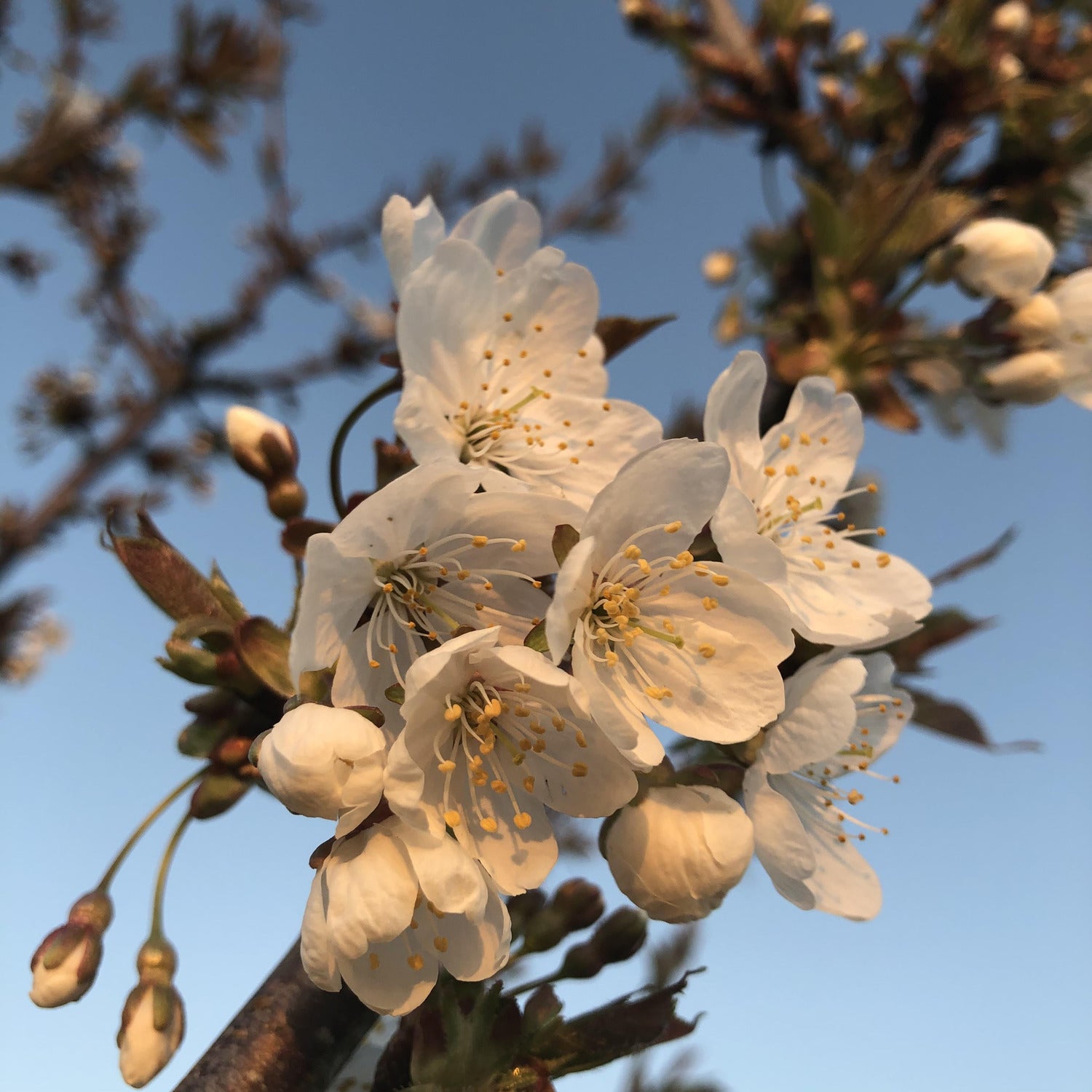 Prunus 'Hannaford'