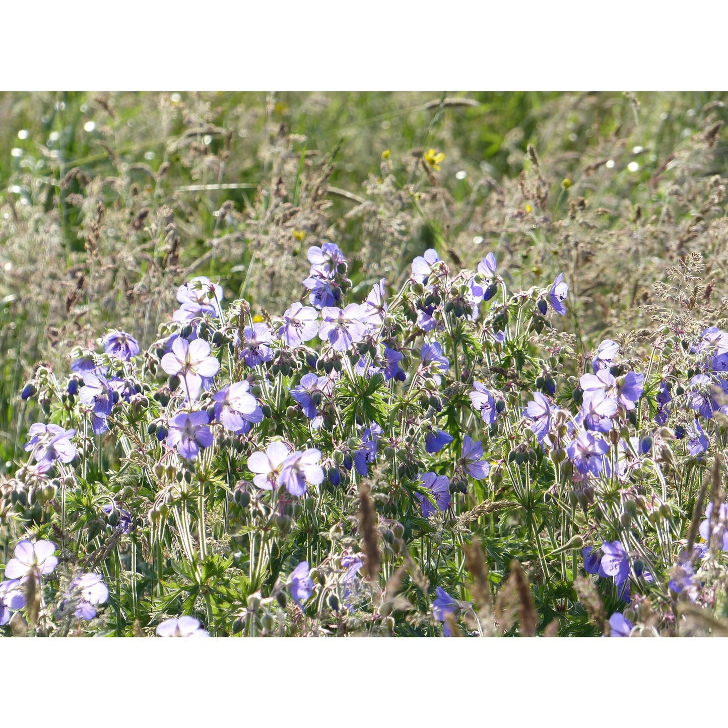 Meadow Cranesbill (Geranium pratense)