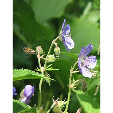 Meadow Cranesbill (Geranium pratense)