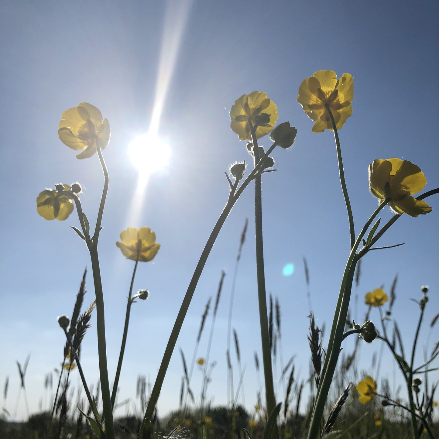 Basic Wildflower Meadow Seed Mix