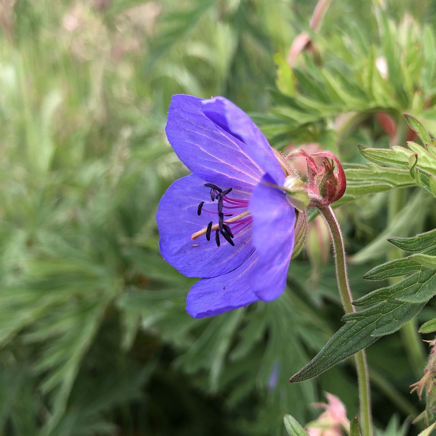 Meadow cranesbill