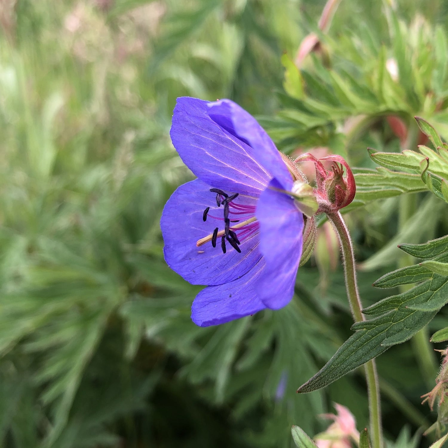 Meadow cranesbill