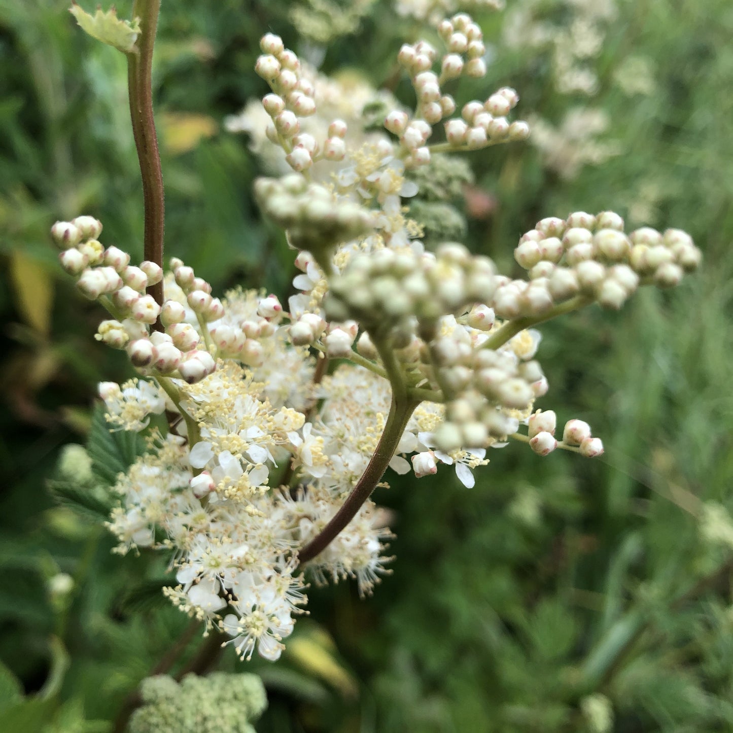 Meadowsweet Filipendula ulmaria