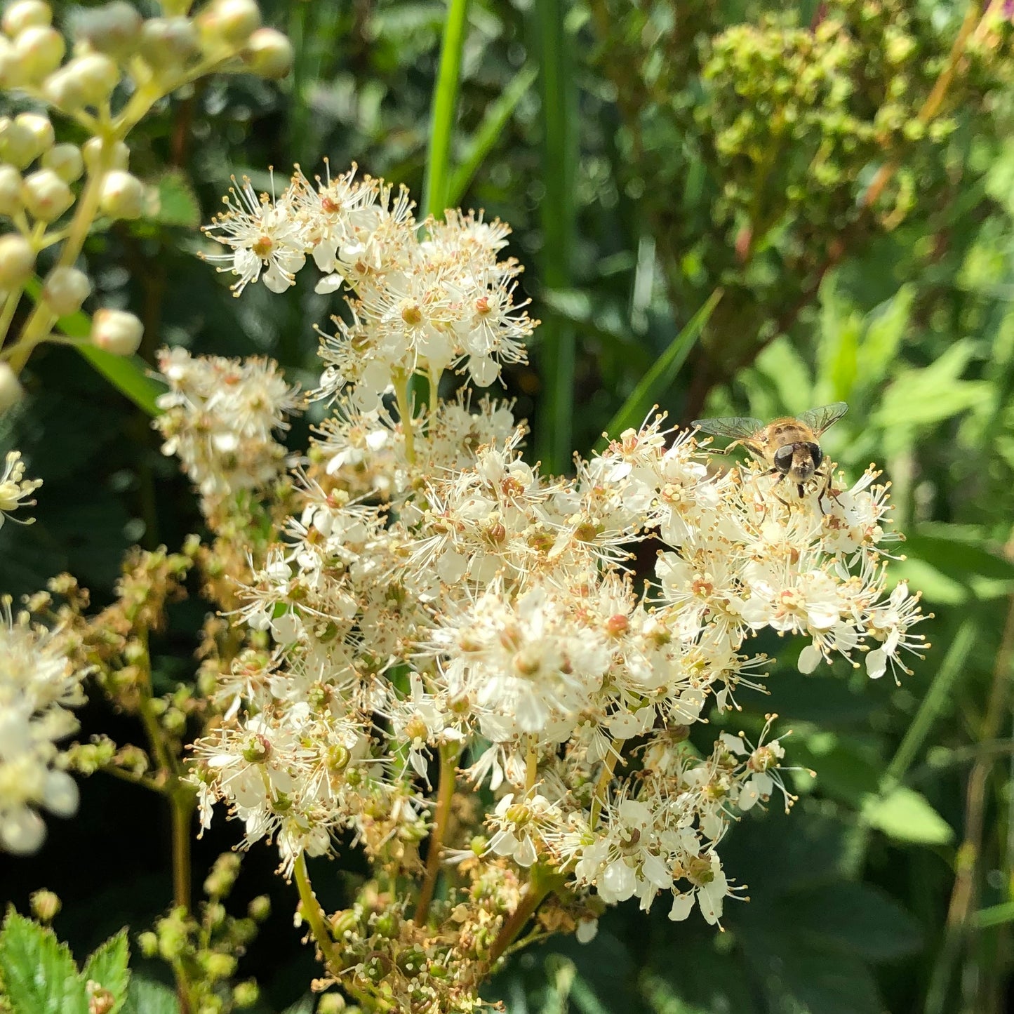 Meadowsweet