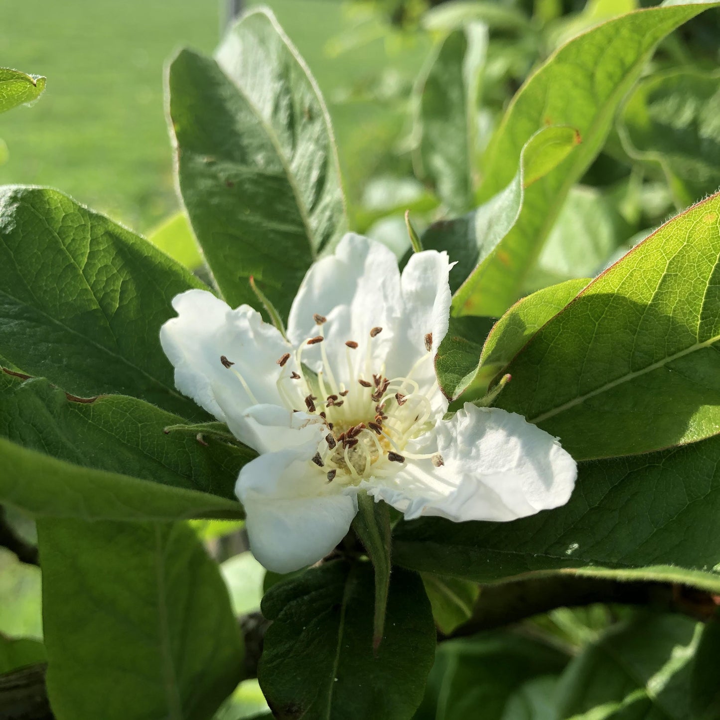 Medlar blossom