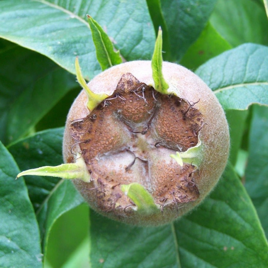 Medlar fruit