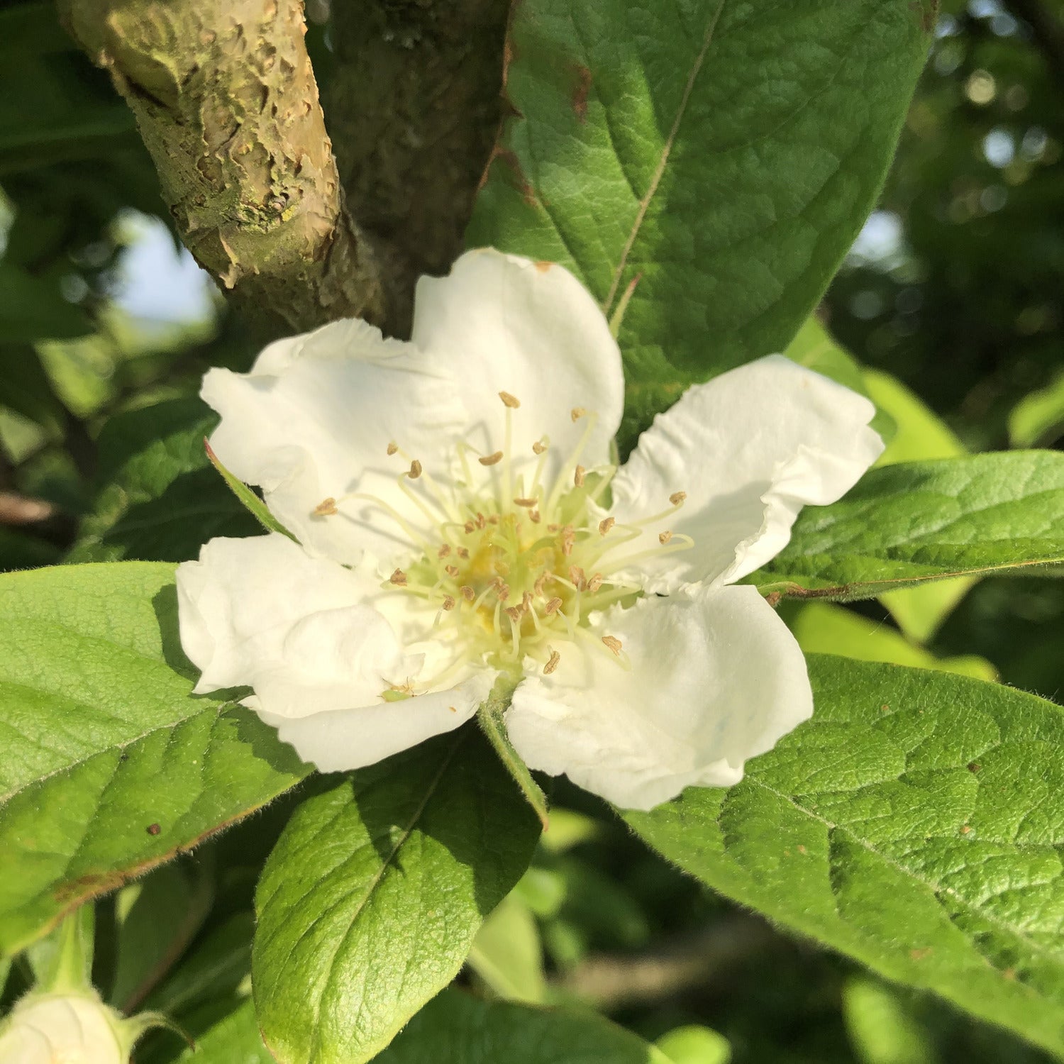 Medlar blossom