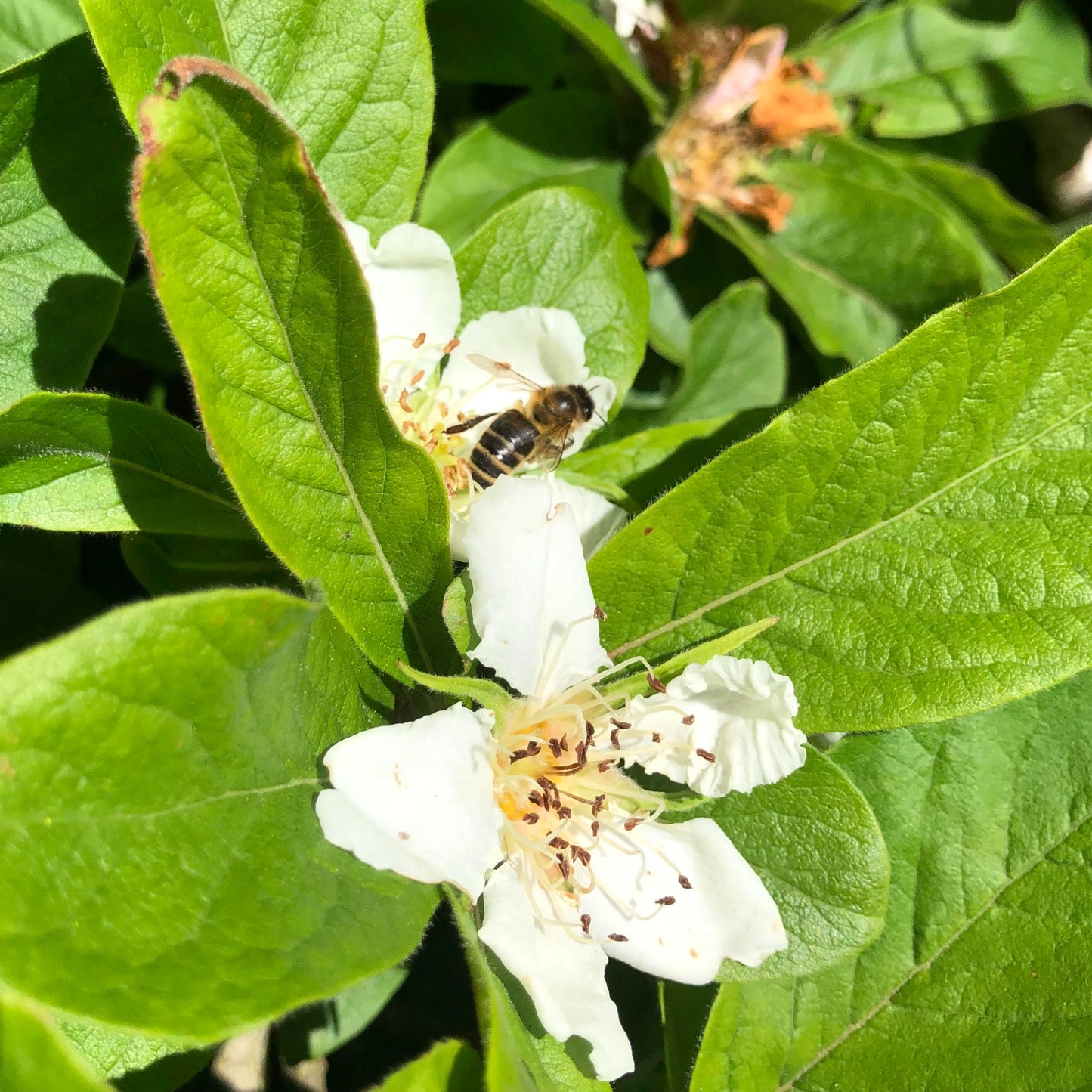 Medlar blossom and honeybee