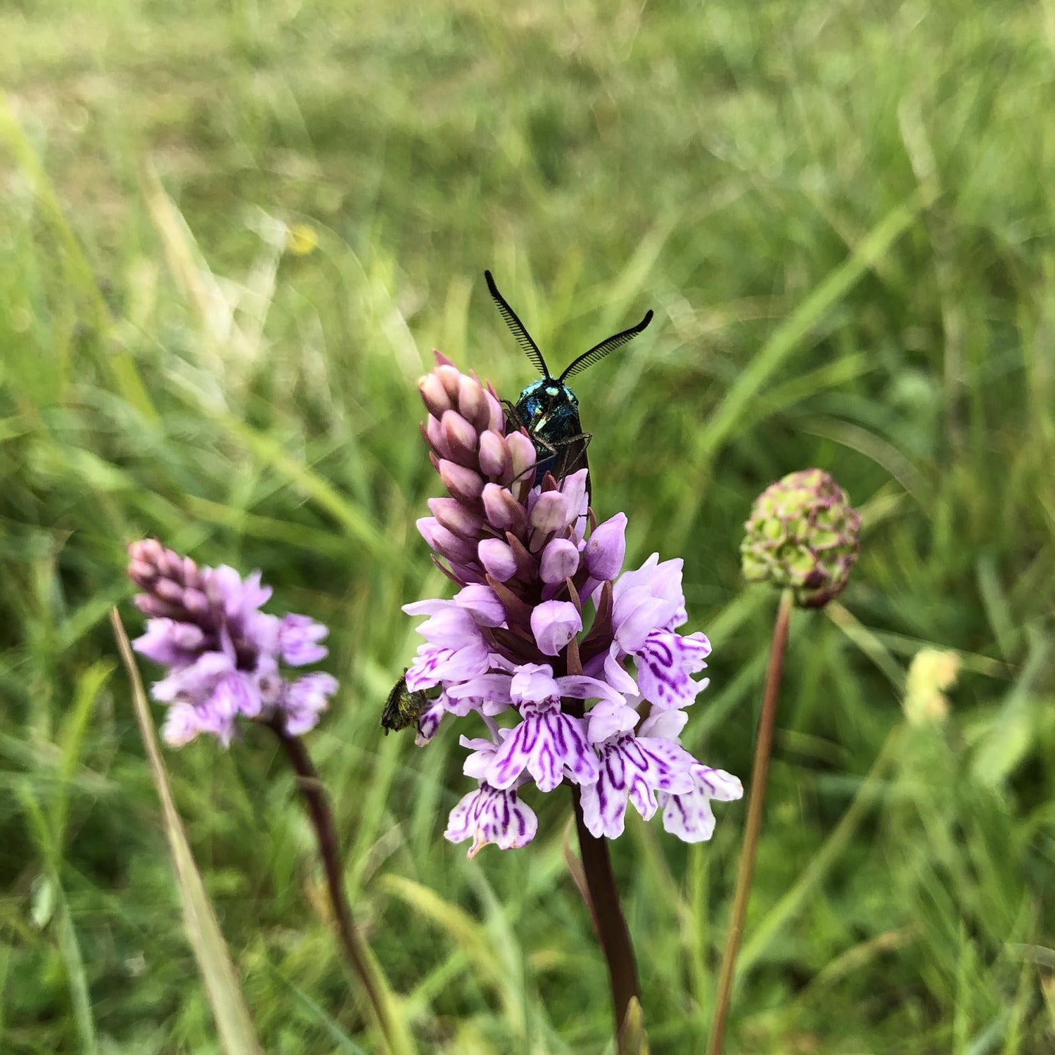 Common spotted orchid and Cistus forester