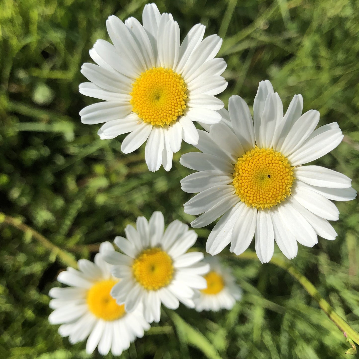 Oexeye Daisy