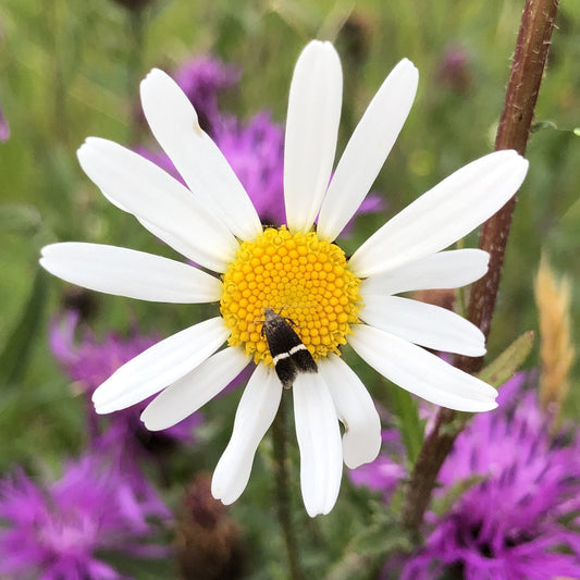 Oxeye Daisy and Silver-barred Sober